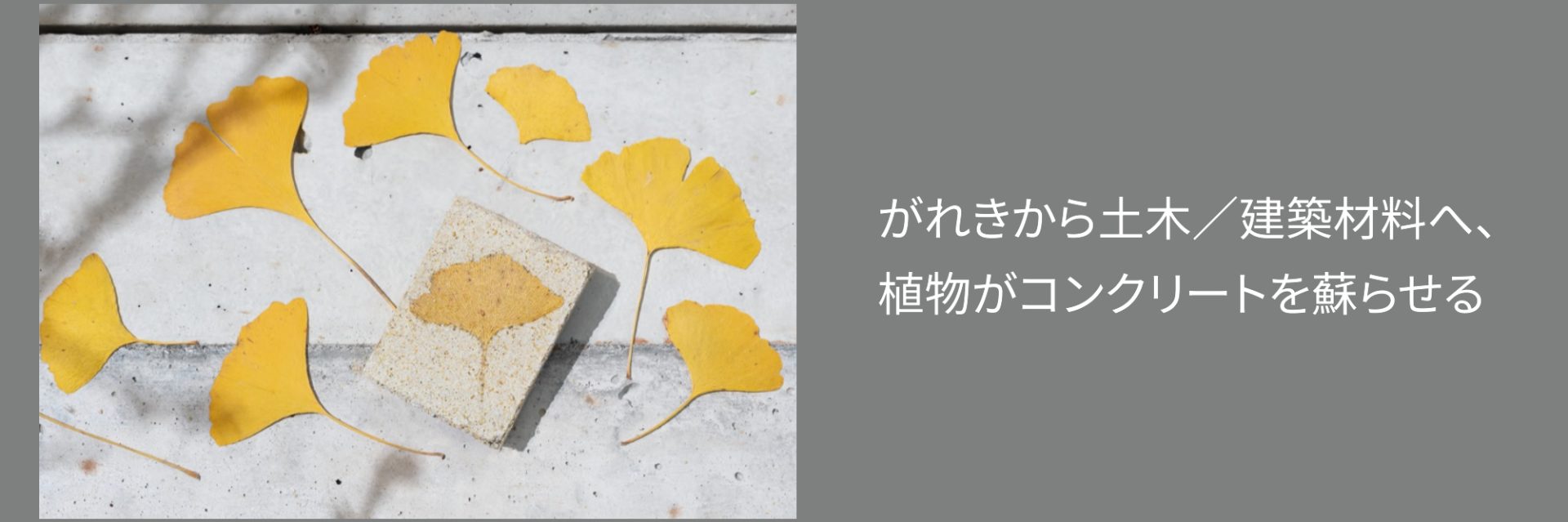 がれきから土木／建築材料へ、植物がコンクリートを蘇らせる